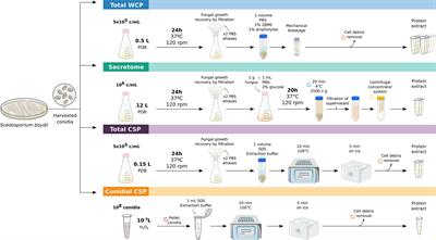 ELISA Test for the Serological Detection of Scedosporium/Lomentospora in Cystic Fibrosis Patients